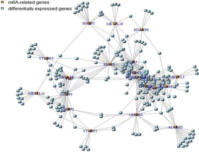 Weighted gene co-expression network analysis and CIBERSORT screening of key genes related to m6A methylation in Hirschsprung’s disease